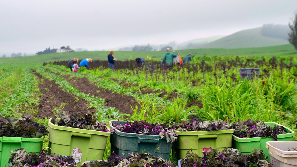 Why Do People Waste So Much Food?
