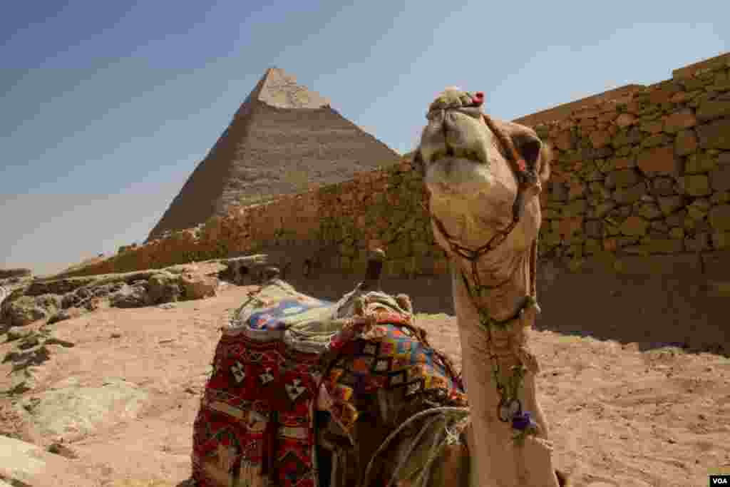A camel in front of the Pyramids at Giza, Egypt, July 13, 2013. (A. Arabasadi/VOA) 