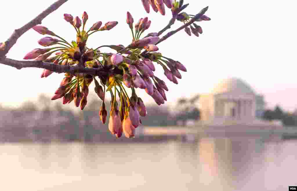 Cherry Blossoms along the tidal basin, near the Jefferson Memorial, March 17, 2012. (by Ehpien, via Flickr)