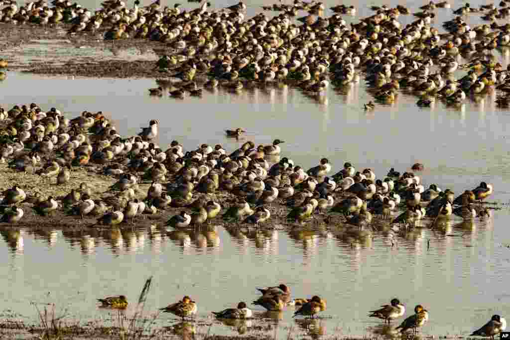 Migratory birds are seen in a wetland in Pobitora wildlife sanctuary on the outskirts of Gauhati, India.