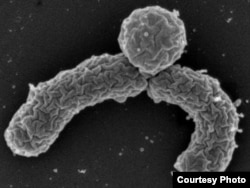 FILE - The bacterium Eleftheria terrae makes an antibiotic that could be a weapon against resistant infections. (William Fowle/Northeastern University)