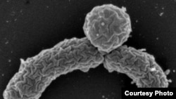 Newly discovered bacterium Eleftheria terrae makes an antibiotic that could be a new weapon against resistant infections. (William Fowle/Northeastern University)