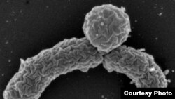 Newly discovered bacterium Eleftheria terrae makes an antibiotic that could be a new weapon against resistant infections. (William Fowle/Northeastern University)