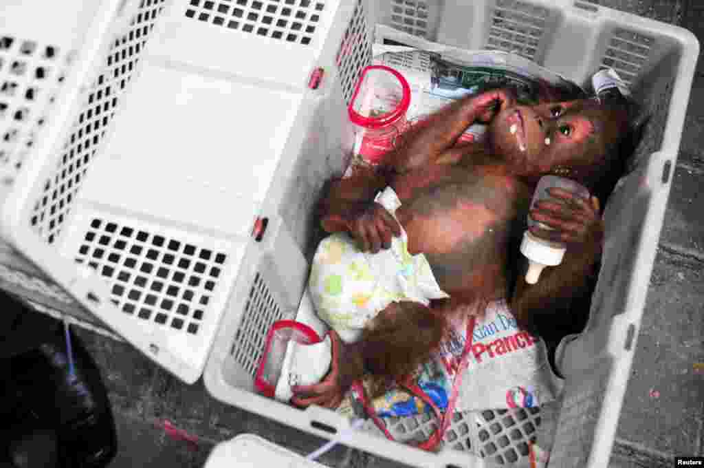 인도네시아 리아우주 파켄바루에서 경찰의 야생동물 밀거래 단속 중 구조된 오랑우탄 새끼가 플라스틱 바구니에 누워있다.