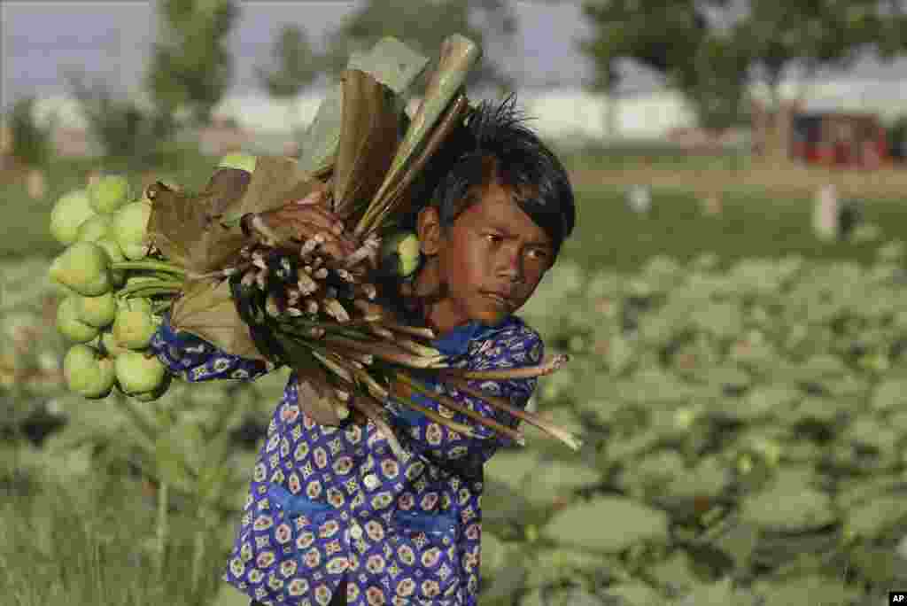 A boy collects lotus flowers in Krasaing Chrum village, near Phnom Penh, Cambodia.