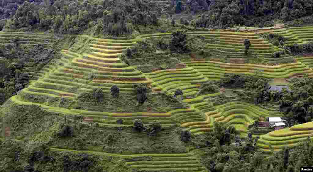 Terraced rice paddy fields are seen during the harvest season in Hoang Su Phi, north of Hanoi, Vietnam.