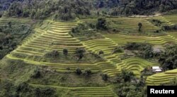 FILE - Terraced rice paddy fields are seen during the harvest season in Hoang Su Phi, north of Hanoi, Vietnam, Sept. 18, 2015.