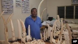 Ivory trafficker Emile N'Bouke stands amidst seized ivory carvings and elephant tusks while talking with journalists after his arrest, in Lome, Togo, Aug. 6, 2013.