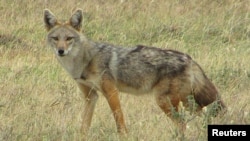A golden jackal (Canis anthus) is seen in Serengeti National Park, Tanzania in this undated handout picture. 