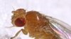 Fruit Flies Could Unlock Mystery of Alzheimer's