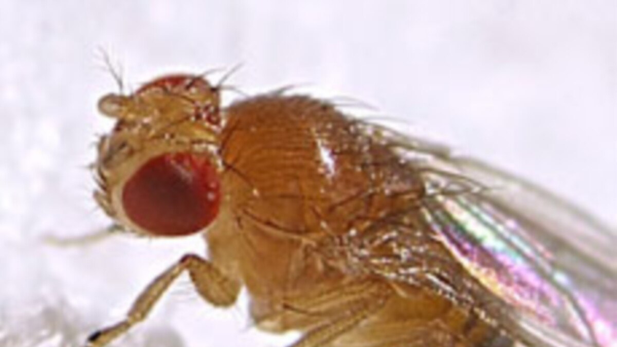 Fruit Flies Could Unlock Mystery of Alzheimer's