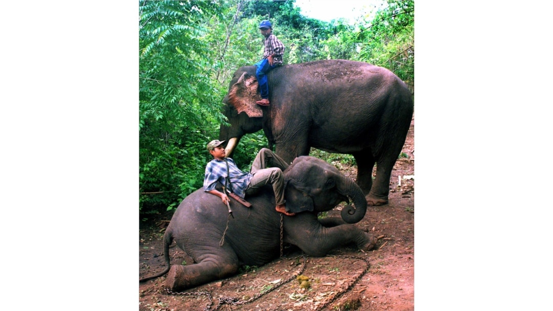 Gajah-gajah dipekerjakan di industri kayu di Myanmar (foto: dok).