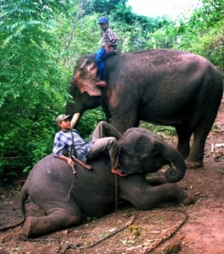 Gajah-gajah dipekerjakan di industri kayu di Myanmar (foto: dok).