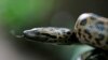 Anaconda Lahir dari ‘Induk Perawan’ di Boston Aquarium