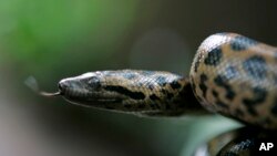 FILE - A five-day-old green anaconda at the Colombo zoo in Colombo, Sri Lanka, July 16, 2008. A green anaconda at the New England Aquarium has given birth via parthenogenesis.