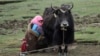 File - A Tibetan herdswoman milks a yak on a grassland in Yangkang township of Tianjun county, Qinghai province. 