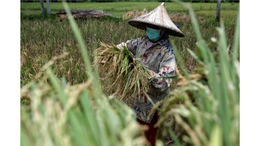 Seorang petani memakai masker saat bekerja di sawah di tengah pandemi COVID-19 di Aceh, 14 April 2020. (Antara Foto / Irwansyah Putra / via REUTERS)