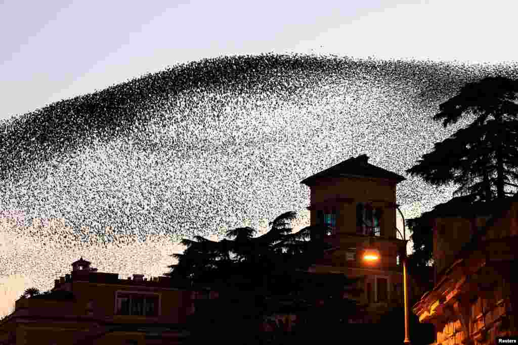 A flock of starlings fills the dusk sky over Rome, Italy.
