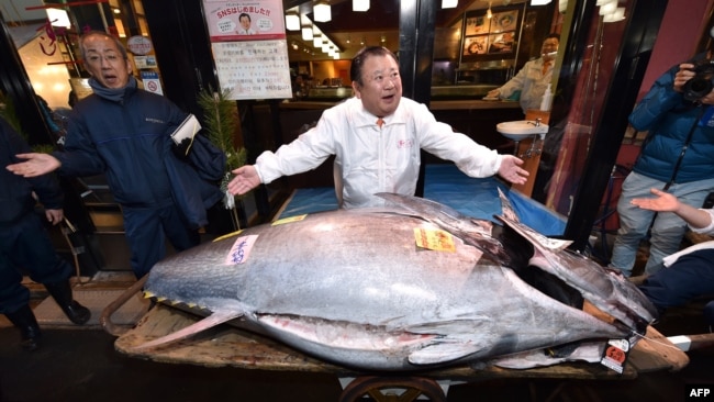 Con cá ngừ được bán với giá 193,2 triệu yên (1,8 triệu USD) trong phiên đấu giá đầu năm ngoái ở Tokyo.