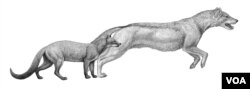 An illustration shows extinct hesperocyonine dogs, Hesperocyon and Sunkahetanka. (Credit: Mauricio Antón)