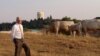  University of Idaho Professor Rod Hill with part of the university's purebred herd (VOA/T. Banse) 