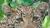 جنوبی افریقہ : چیتے کے حملے میں دو افراد زخمی