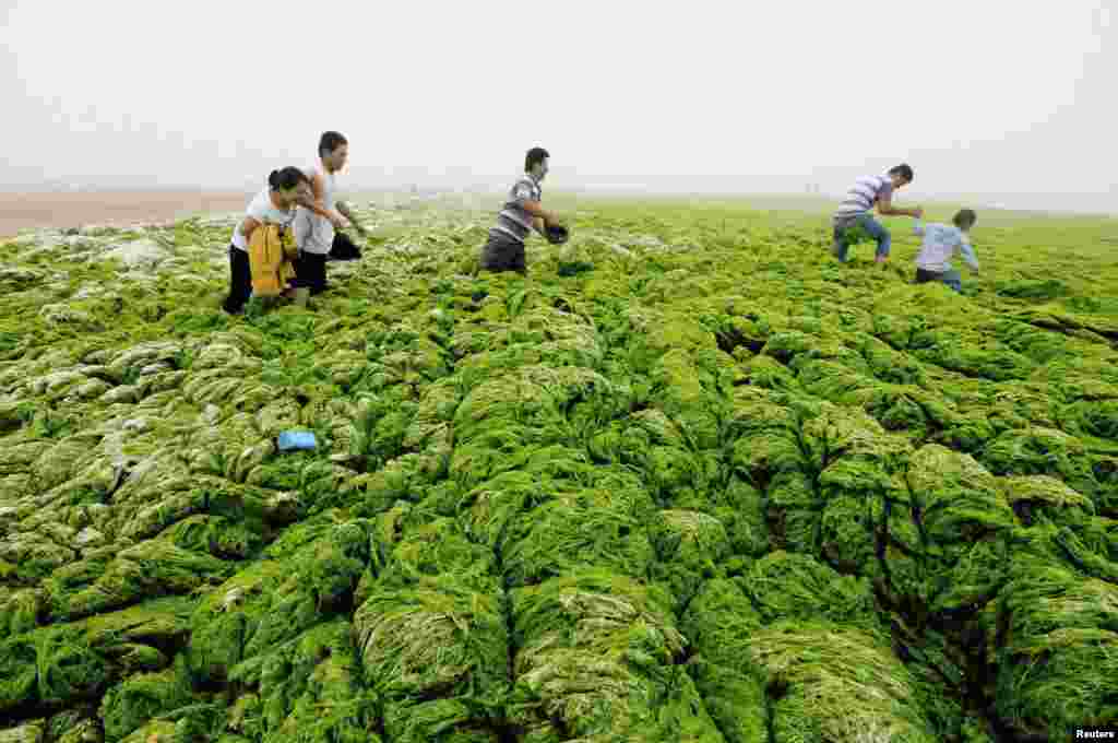 People walk through algae-covered seaside in Qingdao, Shandong province, China, July 1, 2013. 