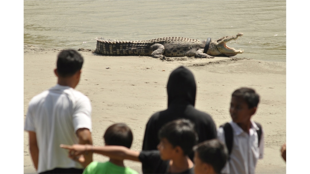 Orang-orang mengamati buaya berkalung ban sepeda motor bekas di lehernya di sungai di Palu, Sulawesi Tengah, 20 September 2016. (Foto: Antara/Mohamad Hamzah via REUTERS)