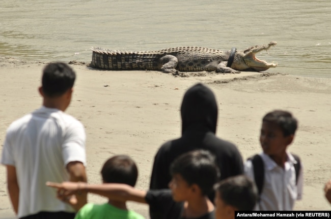 Orang-orang mengamati buaya berkalung ban sepeda motor bekas di lehernya di sungai di Palu, Sulawesi Tengah, 20 September 2016. (Foto: Antara/Mohamad Hamzah via REUTERS)
