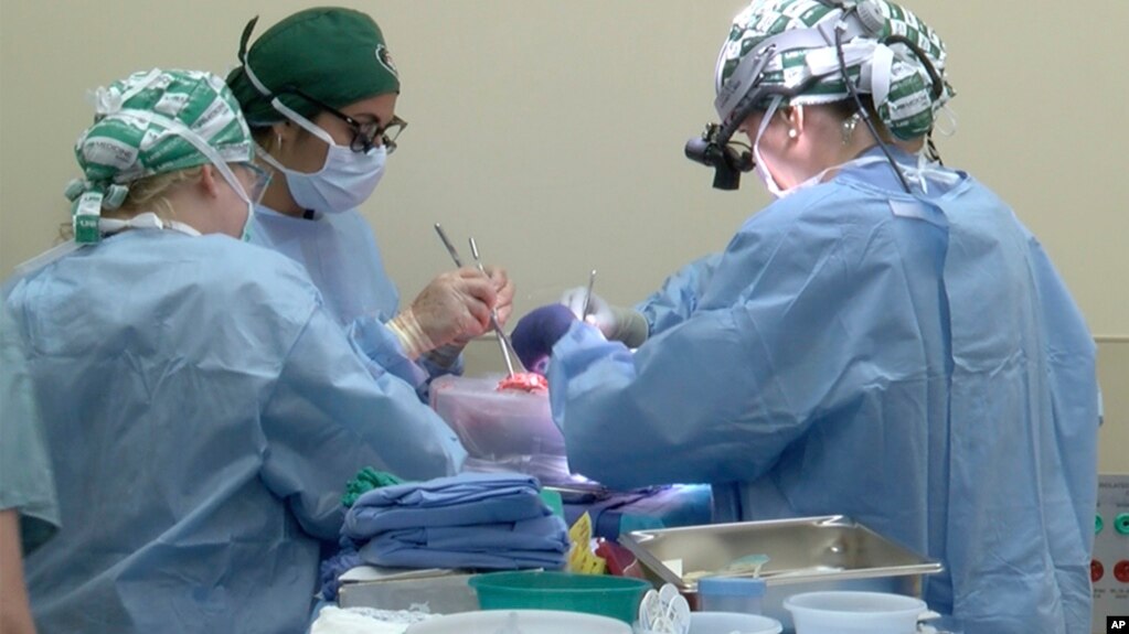 In this photo provided by the University of Alabama at Birmingham, surgeons prepare to transplant kidneys from a genetically modified pig into the body of a deceased recipient in September 2021. (UAB via AP)