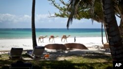 FILE - In this photo taken March 28, 2012, a man offering camel rides for tourists leads his animals along the Indian Ocean beach of Diani, a popular tourist destination on the coast of Kenya. 