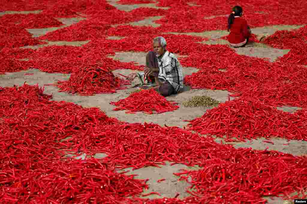 Seroang pria membersihkan tangkai dari cabai merah yang baru dipanen di desa Shertha, pinggiran Ahmedabad, India.