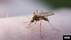 La malaria es ocasionada por un parásito que es transmitido por el mosquito Anófeles .