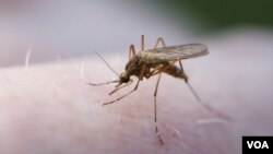 El agente transmisor de la malaria es el mosquito Anófeles.