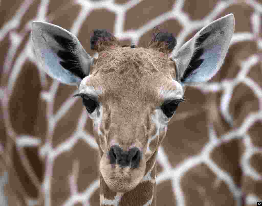 The giraffe baby stands in front of her mother &#39;Dhakija&#39; at the zoo in Erfurt, Germany.