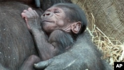 Bayi gorila di Kebun Binatang Bronx, New York (Foto:dok). Masyarakat memperoleh kesempatan melihat sekilas bayi gorila umur empat hari di Kebun Binatang San Diego, California, Selasa (30/12).