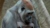 Dua Bayi Gorila Lahir di Kebun Binatang Bronx