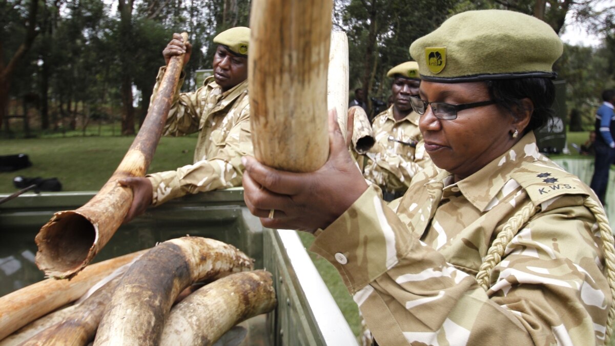 Kenyan AntiPoaching Laws May Get Overhaul