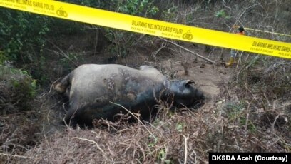 Seekor gajah Sumatera ditemukan mati di Gampong Seumanah Jaya, Kecamatan Ranto Peureulak, Kabupaten Aceh Timur, Provinsi Aceh, Kamis 21 November 2019. (Foto: Courtesy/BKSDA Aceh)