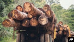 Laos Acknowledges Difficulty in Fighting Illegal Logging