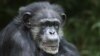 Muere chimpancé en zoo de Carolina del Norte a los 46 años