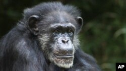 En esta foto no fechada se ve a la chimpancé Maggie quien vivió en el Zoolólogido de Asheboro, Carolina del Norte.