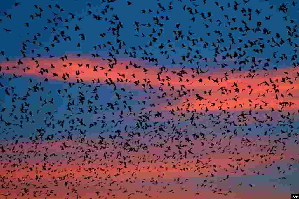 Flocks of ravens from northern Poland and Russia arrive in the southern Czech town of Zidlochovice.