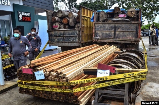 Polisi menunjukkan kayu gelondongan dan kayu gergajian pada konferensi pers di Pekanbaru, Riau pada 26 November 2020 setelah memberantas operasi pembalakan liar di kawasan konservasi di Kampar. (Foto: Wahyudi/AFP)