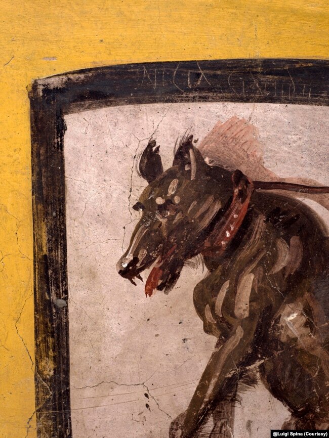 This undated image provided by Pompeii Archaeological Park's press office shows a painting of a dog on a leash at a recently uncovered thermopolium, or fast-food eatery, at Pompeii. @Luigi Spina (Courtesy)