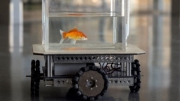 A goldfish navigates on land using a fish-operated vehicle developed by a research team at Ben-Gurion University in Beersheba, Israel, January 6, 2022. Picture taken January 6, 2022. (REUTERS/Ronen Zvulun) 