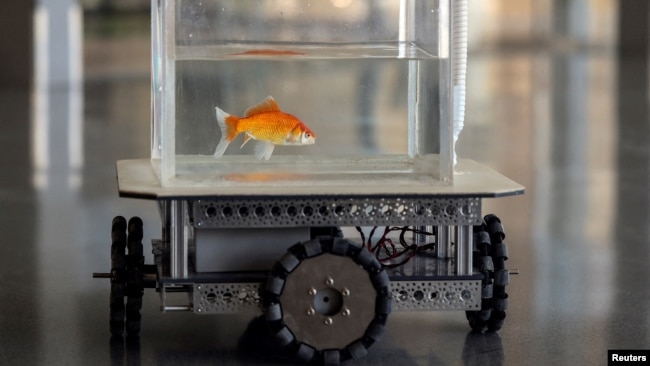 A goldfish navigates on land using a fish-operated vehicle developed by a research team at Ben-Gurion University in Beersheba, Israel, January 6, 2022. Picture taken January 6, 2022. (REUTERS/Ronen Zvulun) 