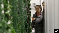 FILE - In this Jan. 18, 2018 photo, production manager Emy Kelty, left, and senior grower Molly Kreykes scan and monitor plants growing on towers in the grow room at the Plenty, Inc. office in South San Francisco, Calif. 