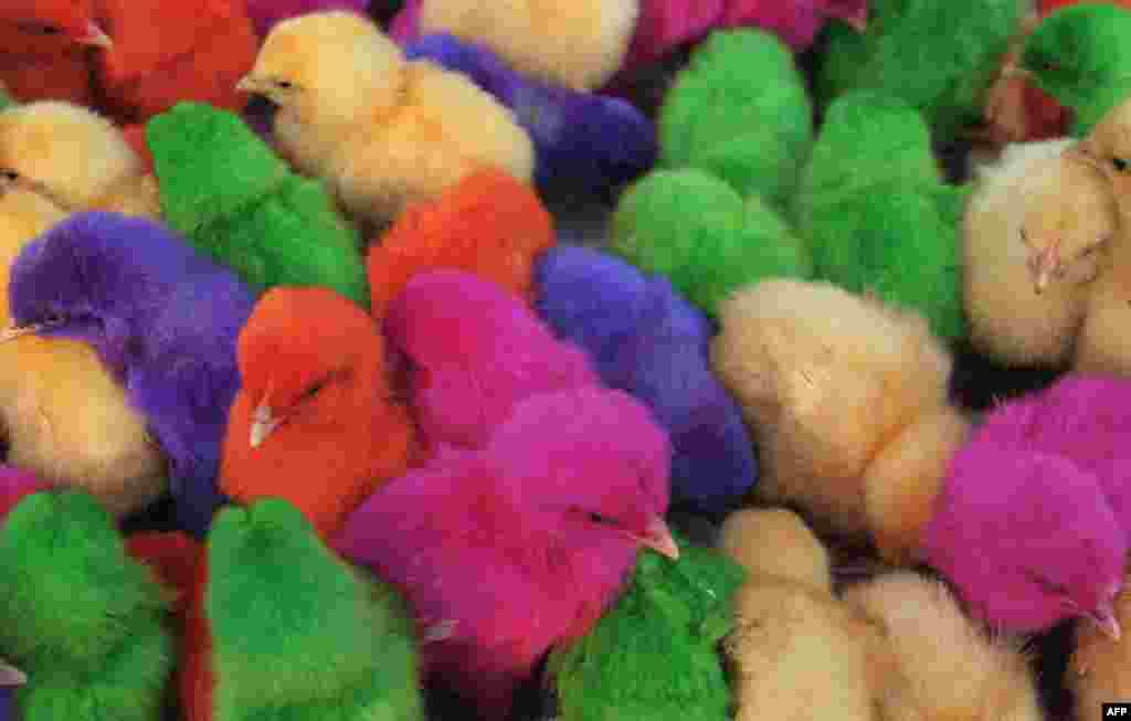 Colored chicks are seen for sale at a roadside stall in the Indian town of Amritsar. Stall-owner Ashok earns approximately 200 INR ($3.28 USD) per day selling chicks.