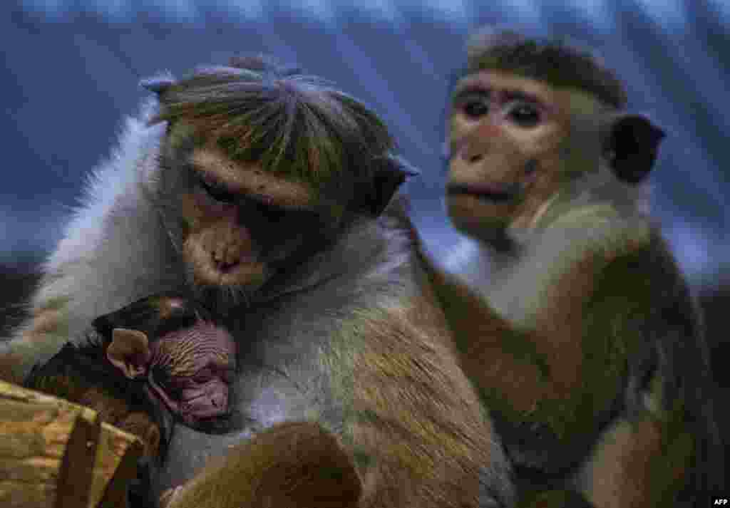 Seekor induk kera makaka (macaque) menyusui bayinya di kebun binatang Berlin, Jerman.